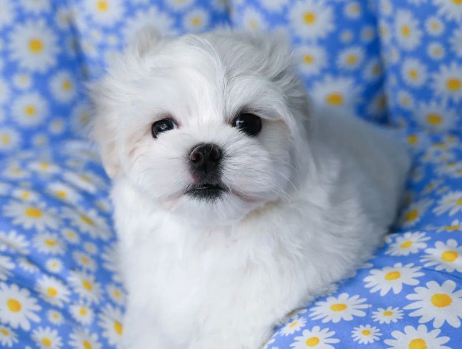 Maltańczyk mini miniaturka waga 1,5lg do 1,8 kg