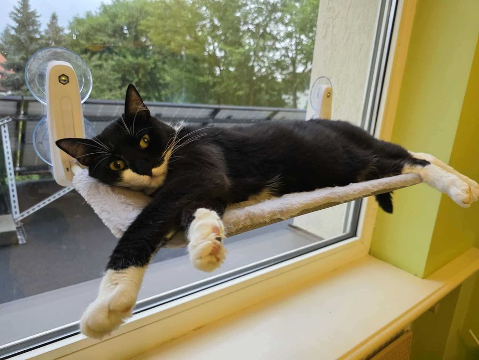 Spinek – idealny kot, który kocha ludzi szuka domu - kocur do adopcji