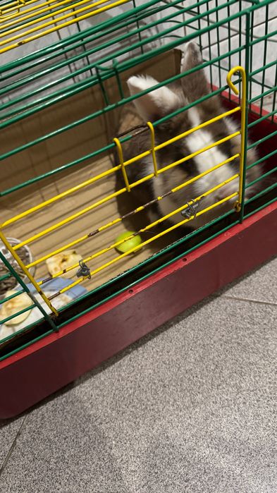Продам домашнього кролика з кліткою