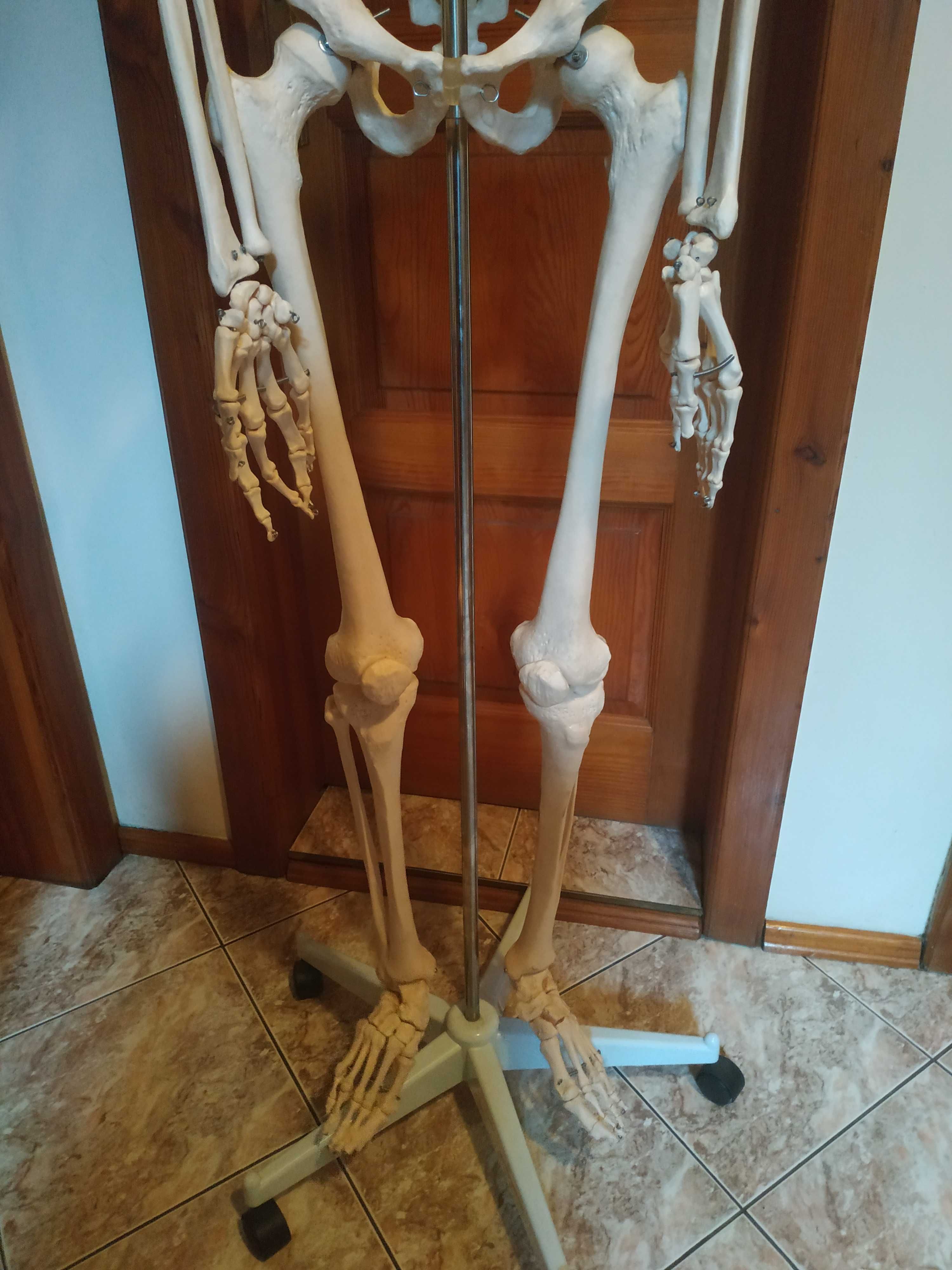 Model szkieletu człowieka profesjonalny