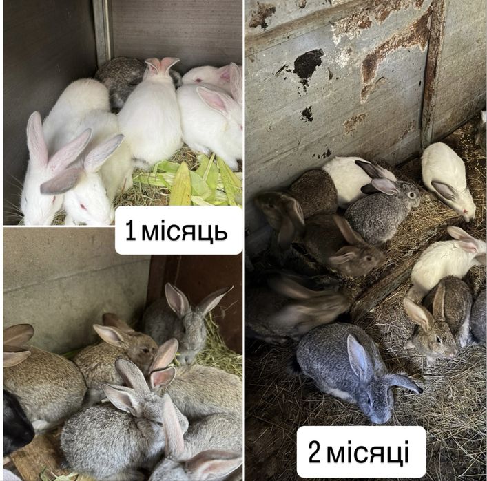 Кролики 1,2,4 місяці