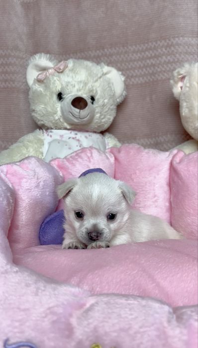 Mini Śliczna Sunia Chihuahua Rodowód