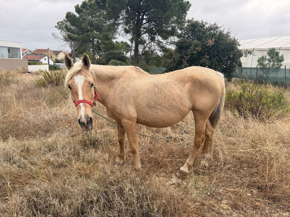 Egua palomina montada