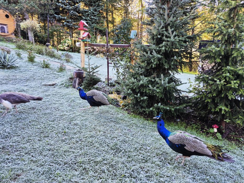 Impreza. Urodziny. Weekend.  Panienski. Kawalerski. Sauna. Bania. Gril