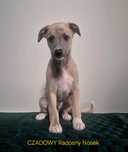 Szczeniaczki whippet - chart angielski