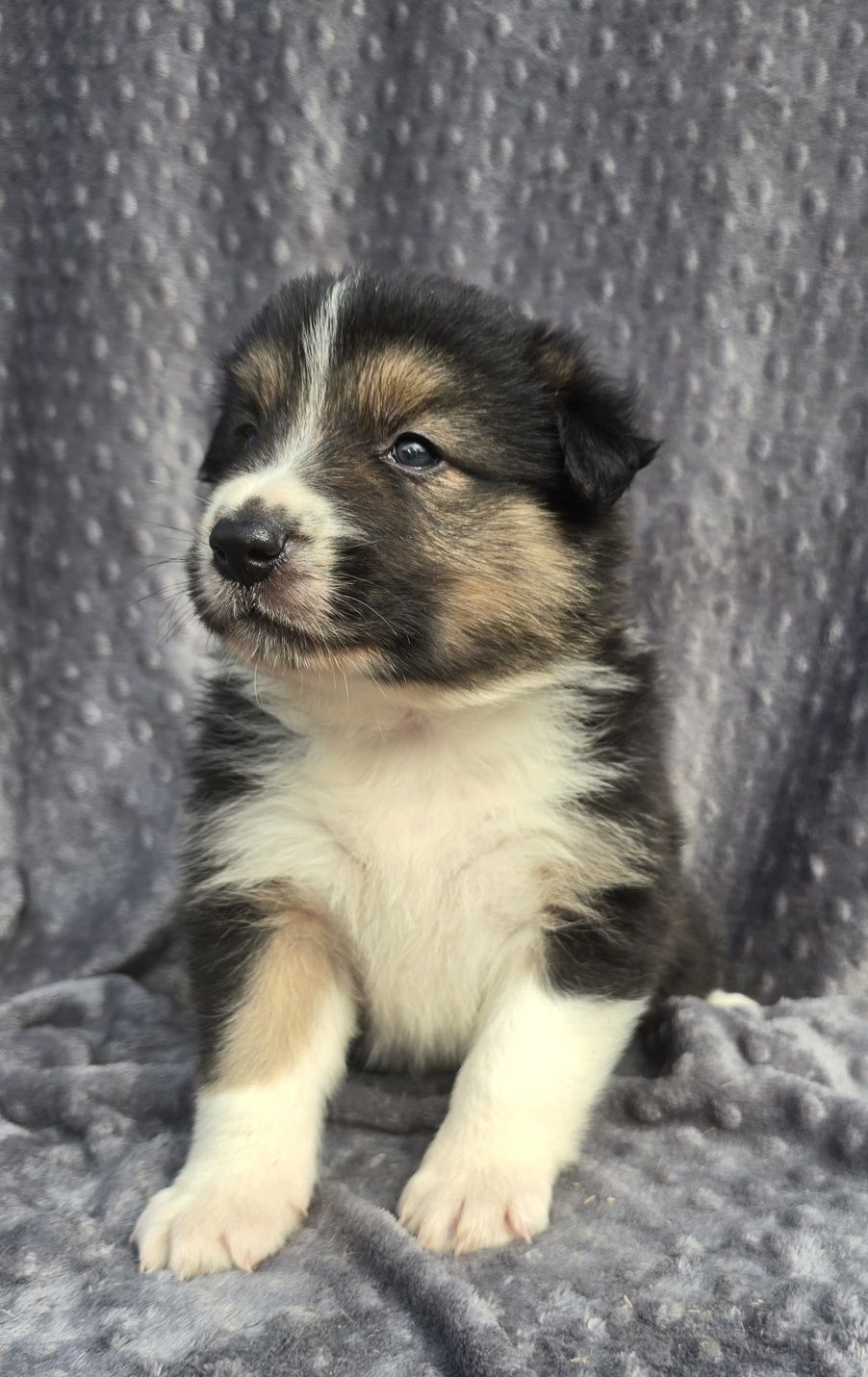 Border Collie piesek nr 2