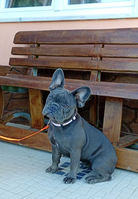 Bulldogue Francês femea azul