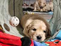 Szczeniak-i  Golden Retriever