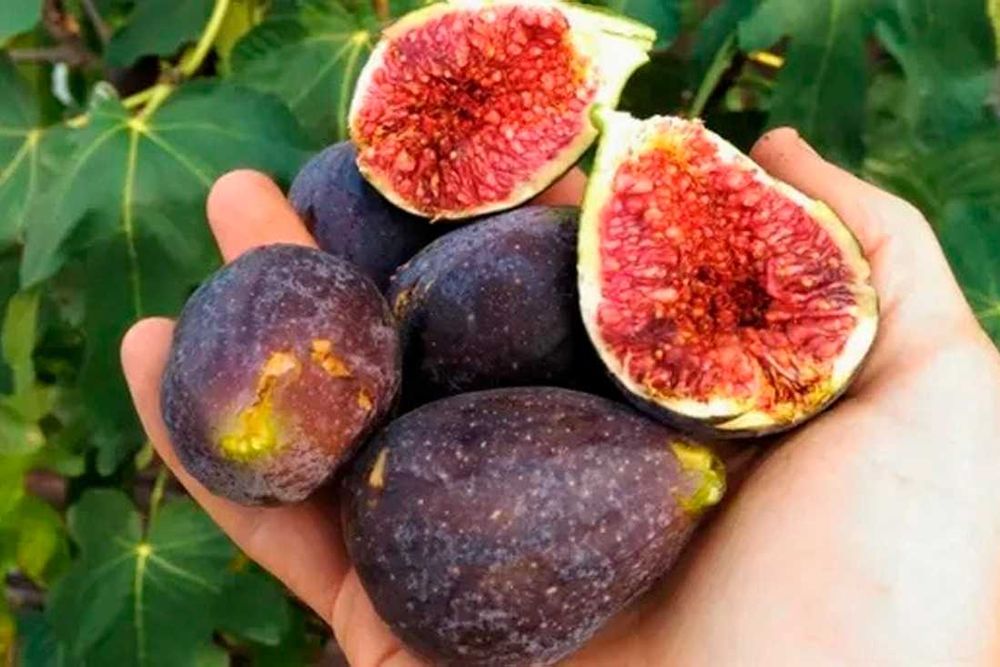 Violette de Bordeaux, figa, figowce, sadzonki figi