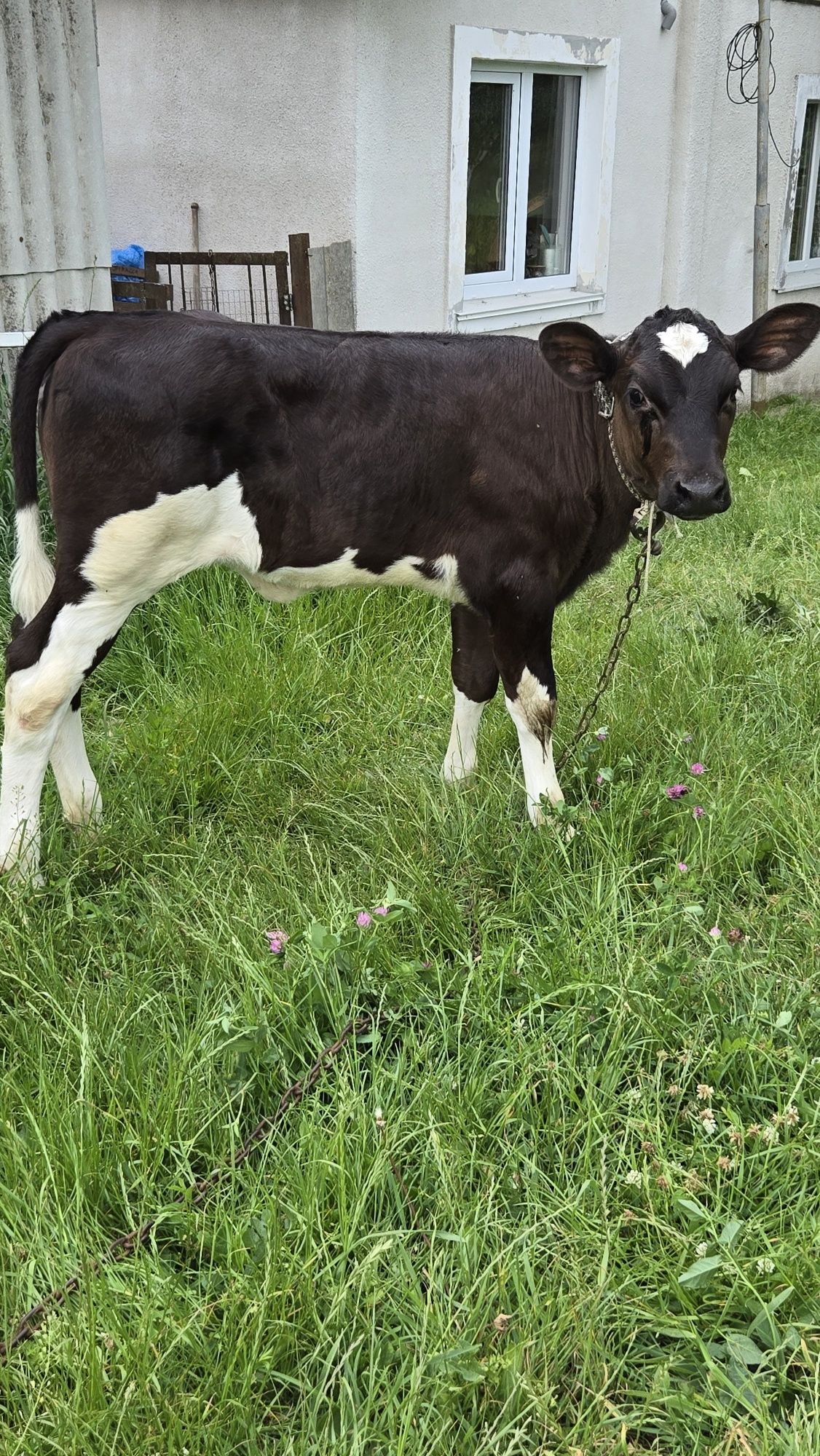 Продам 1,5 місячну Теличку