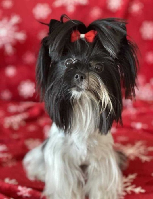 Yorkshire terrier biewer