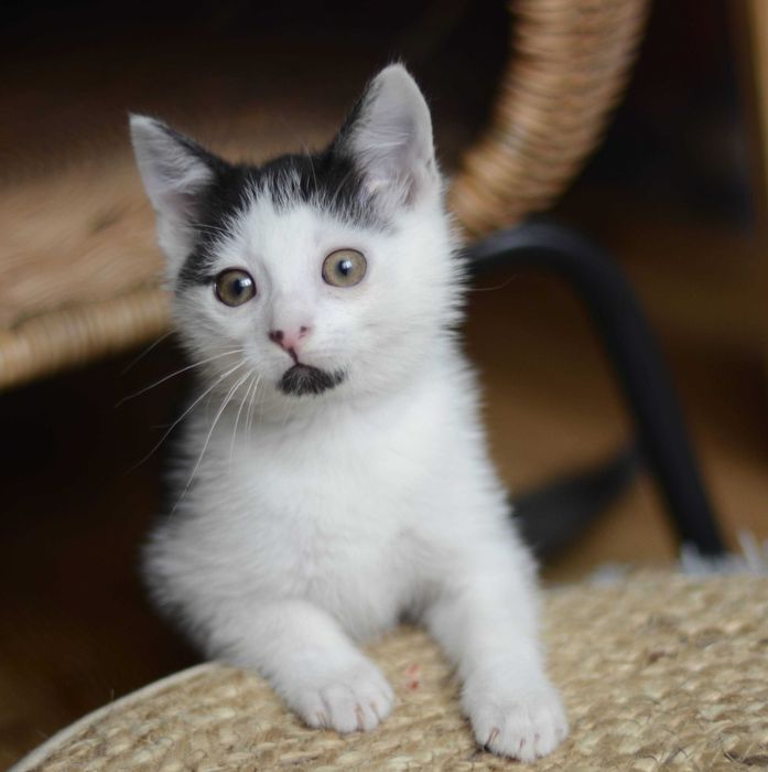 Pianka młoda koteczka szuka domu