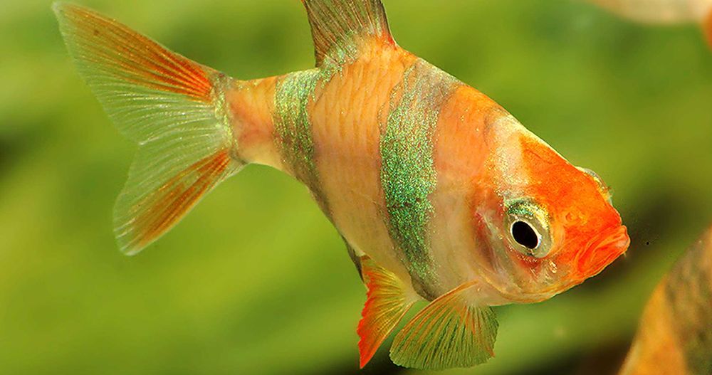 Brzanka sumatrzańska - Puntigrus tetrazona ALBINOS - GOLD - dowóz