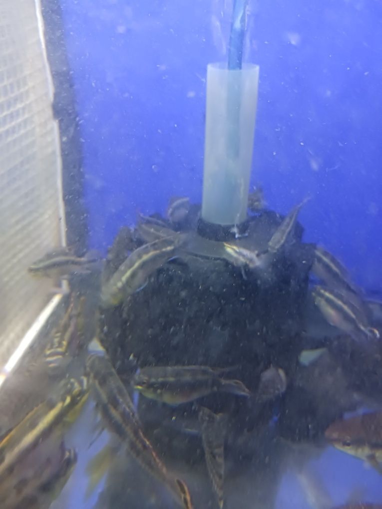 Ancistrus juvenis e adultos