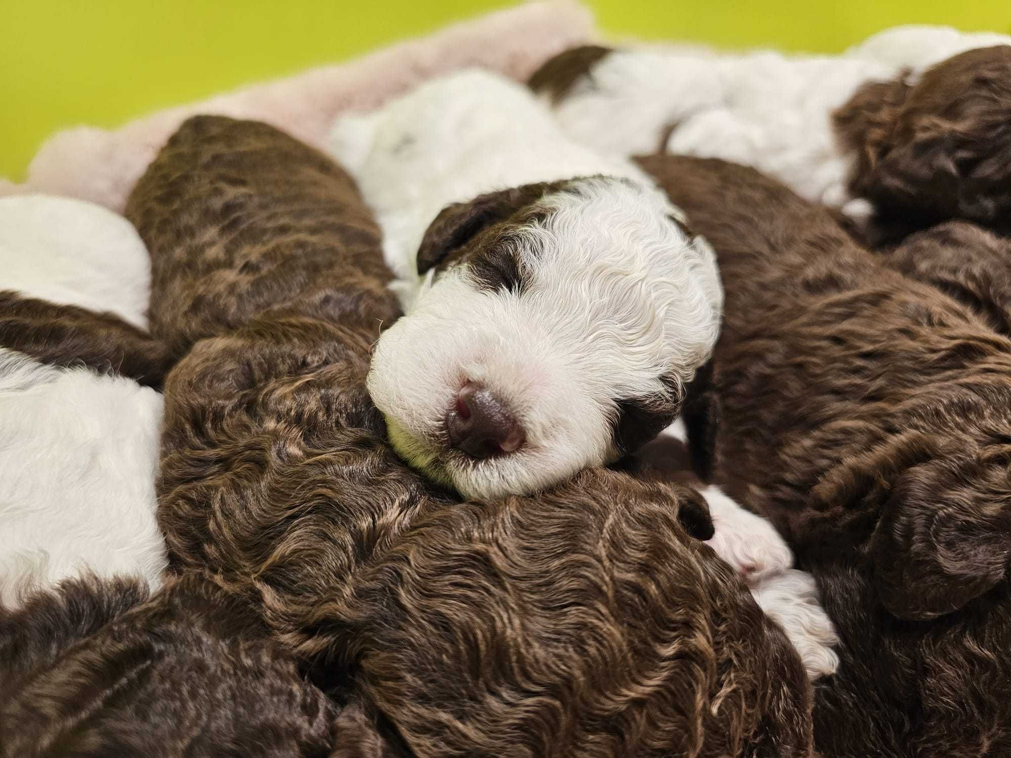 Lagotto Romagnolo FCI – biało-brązowy piesek, miot STRANGER, Trufflove