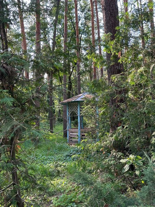 Будиночок у сосновому лісі біля Києва з мангалом і альтанкою