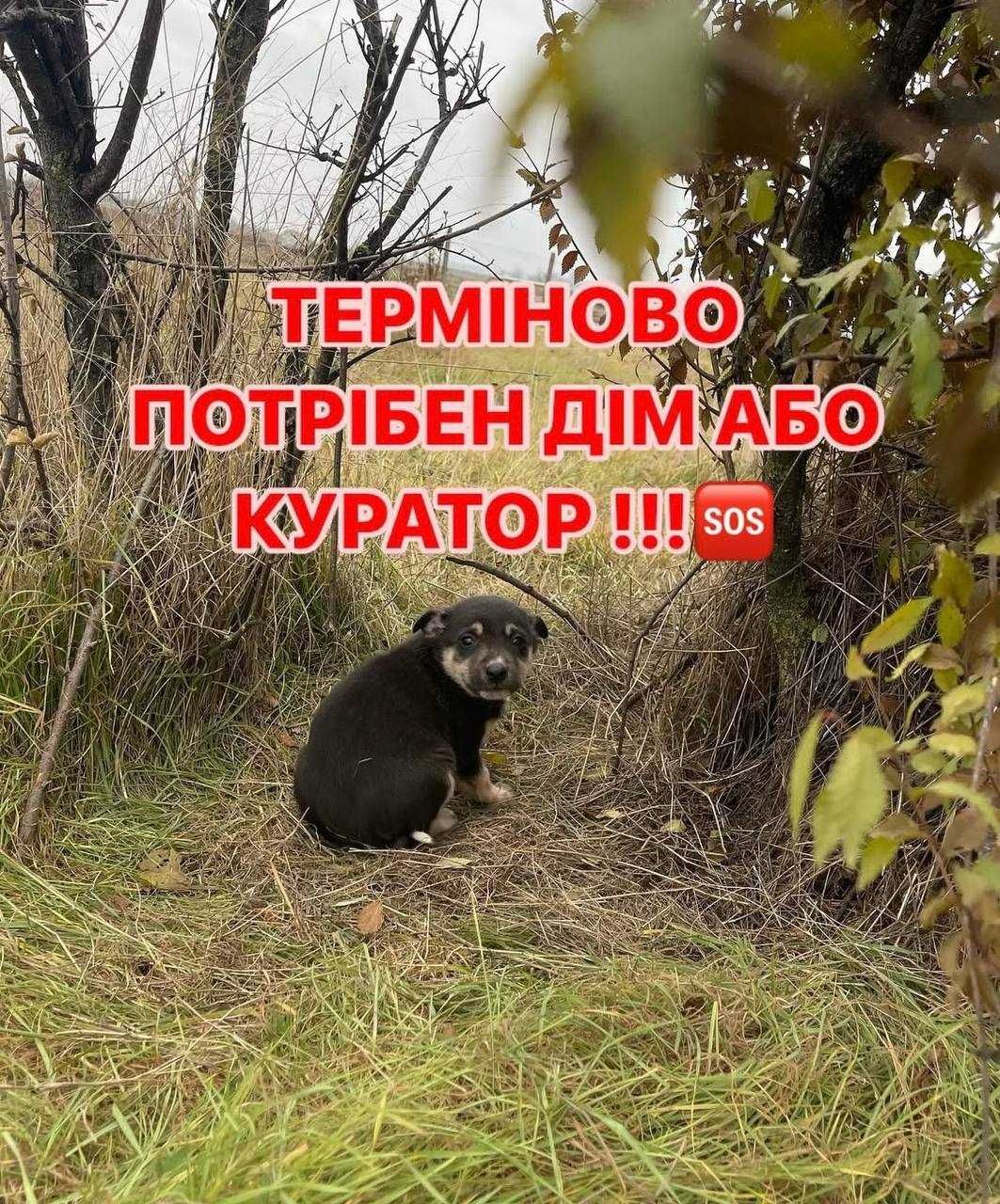 Віддам ТЕРМІНОВО цуценят