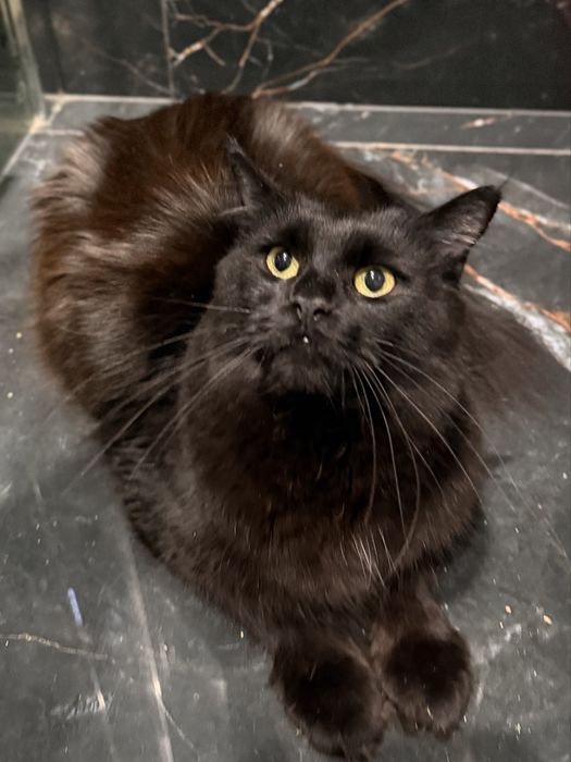 Piękna kotka Furia Maine Coon