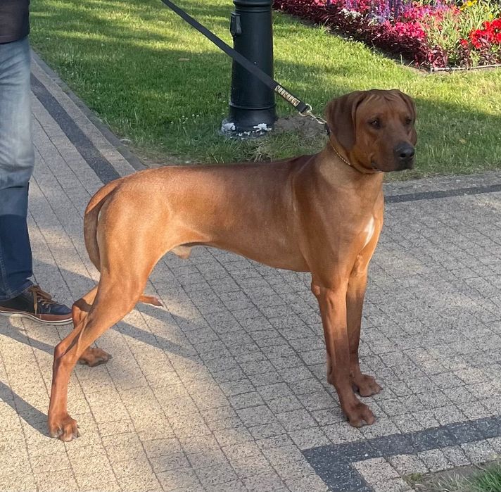 Rhodesian Ridgeback Likwidacja Hodowli Młodzieżowy Champion Polski FCI