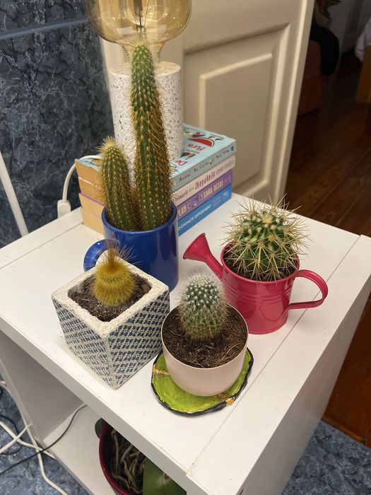 4 cactos com vasos coloridos