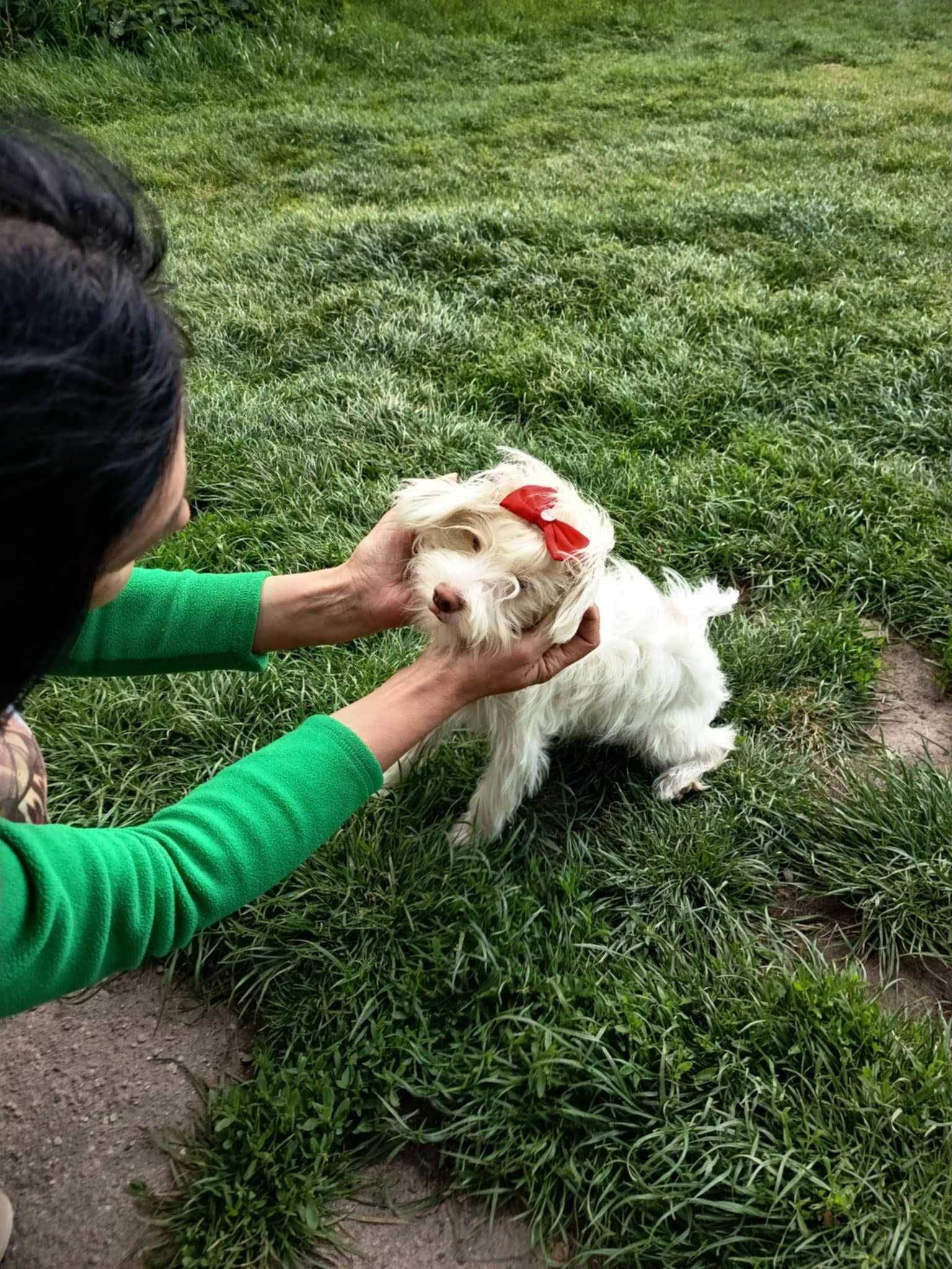 maltipoo, piesek o cudownym charakterze