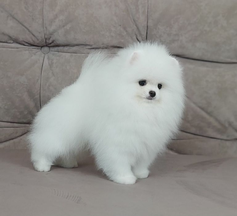 Щенки шпица мальчики белые и крем