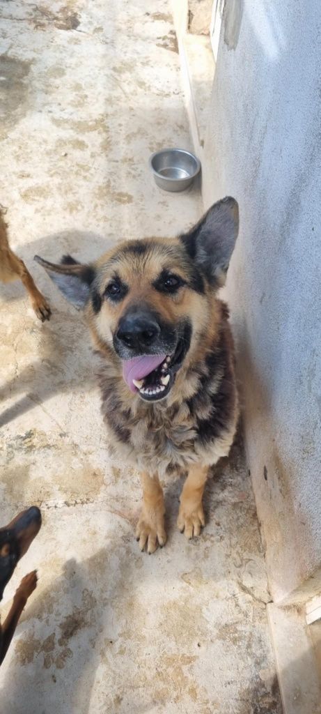 Cães para adoção