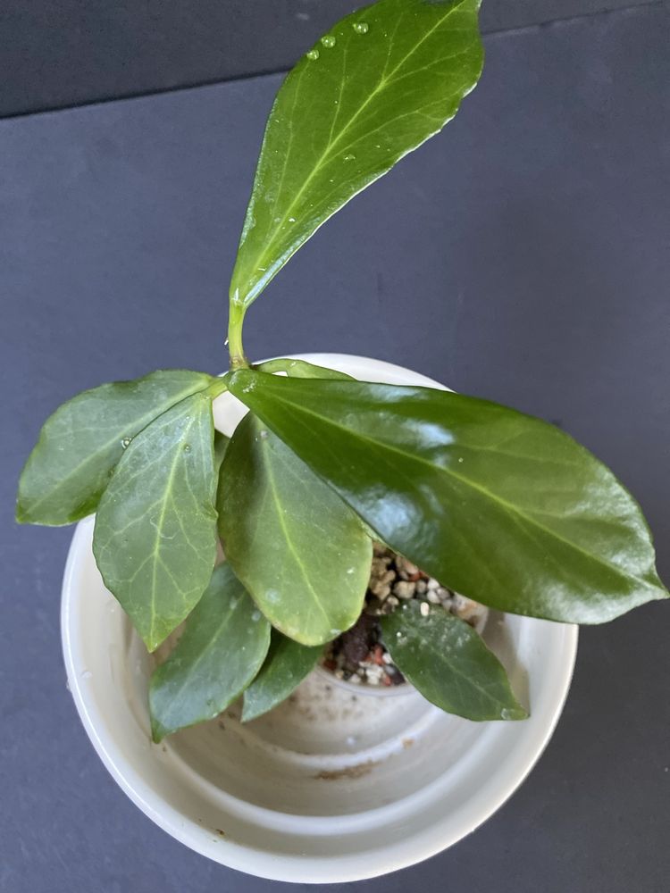 Hoya obscura rosnaca