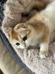 Szkocki zwislouchy ,Scottish fold WCF