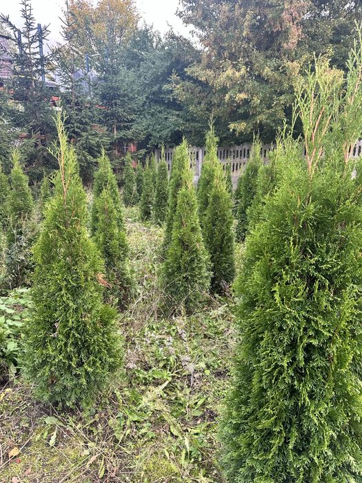 Tuja szmaragd, thuja szmaragd