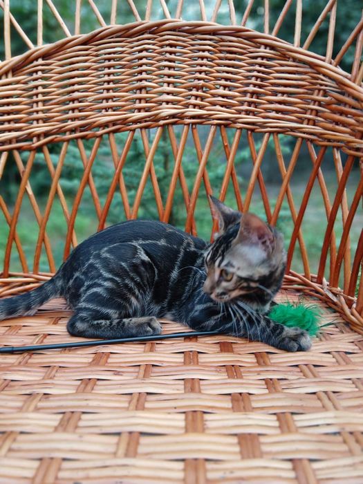 Эксклюзивный Бенгальский котенок,девочка 4мес