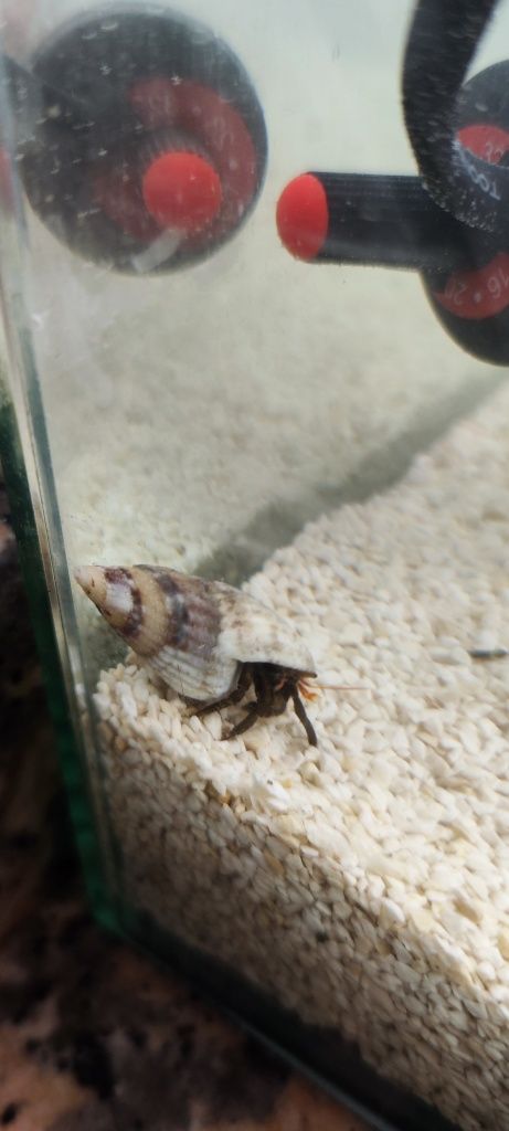 Vendo caracóis nassarius e Hermitas