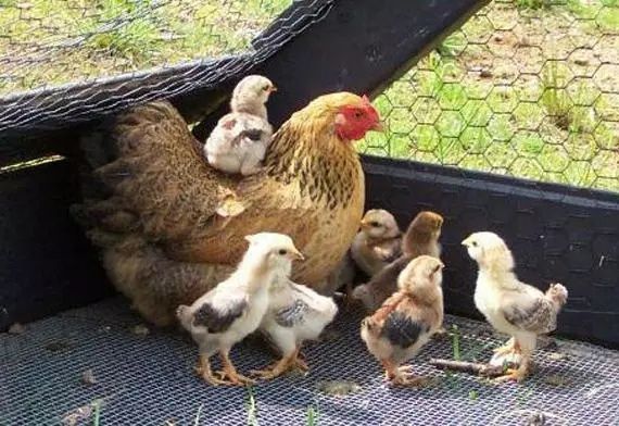 Домашние цыплята, кури, куры, курчата,с доставкой без антибиотиков и г