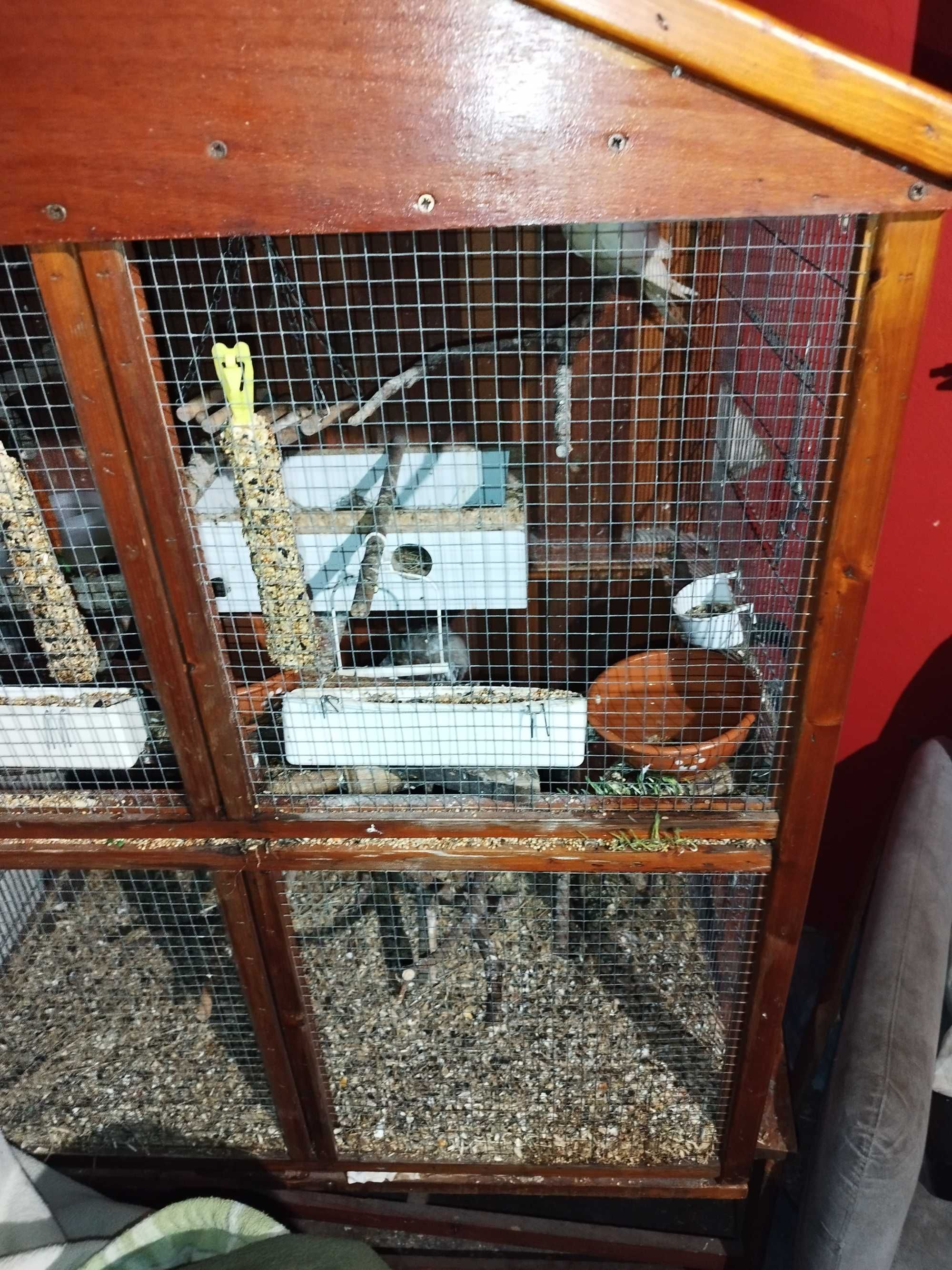viveiro De Criação Aves