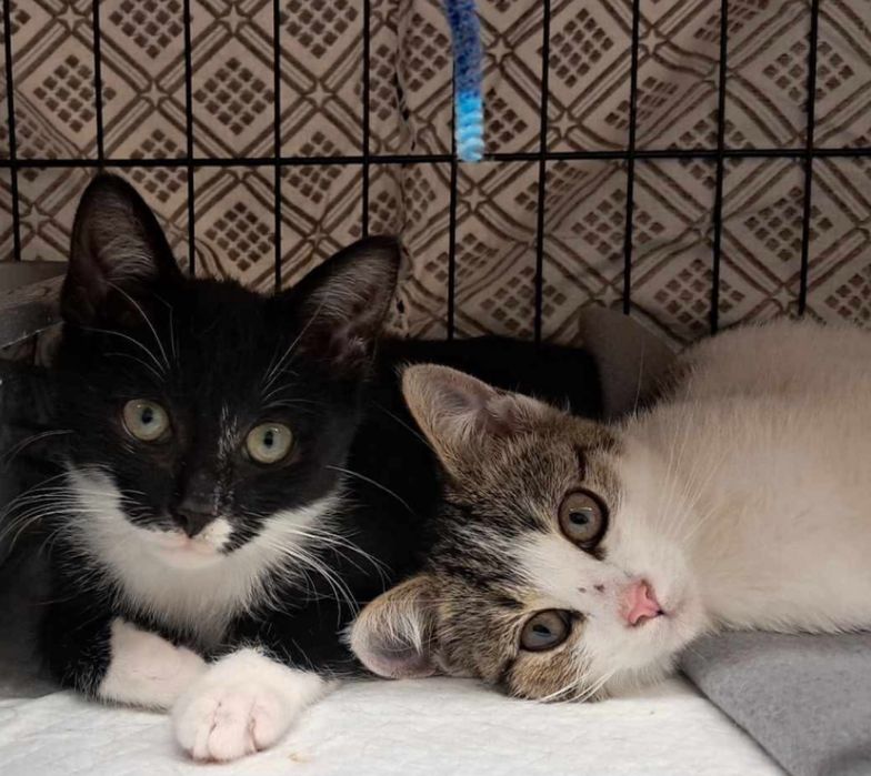Kociaki 4 miesieczne szukaja domu / kocieta do adopcji