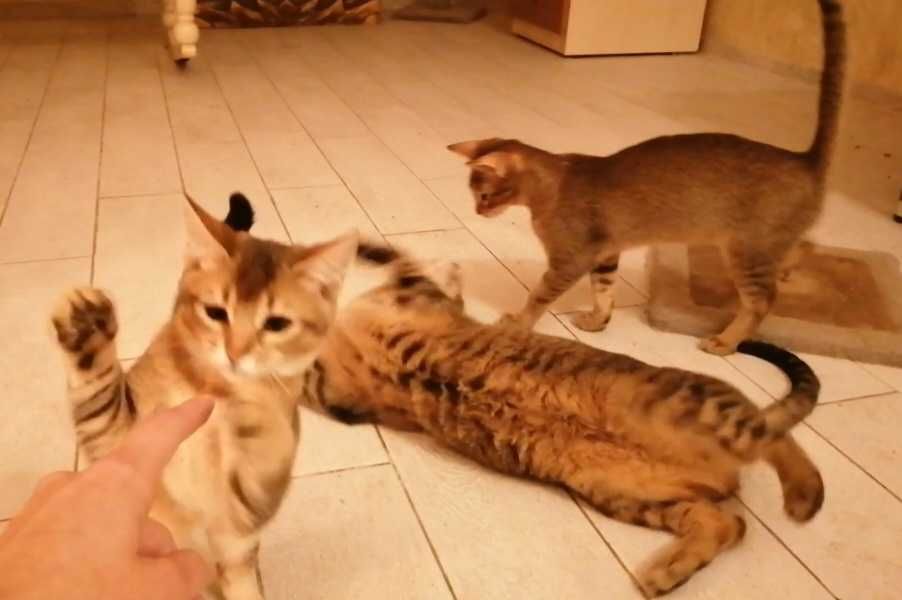 Кошка чаузи ф2! Возраст 2,5 года ручная маленькая рысь!