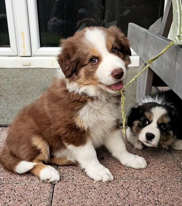 BORDER COLLIE szczenie 8 tygodniowe