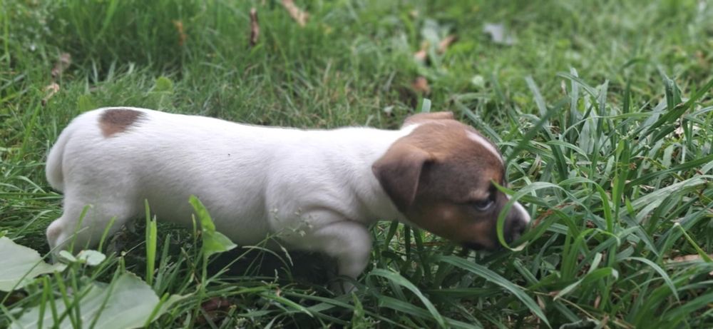 Jack Russell terrier z metryką