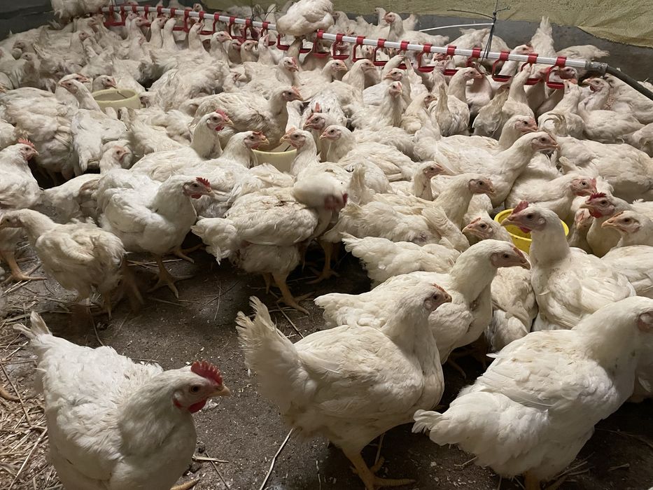 Бройлер Кобб-500