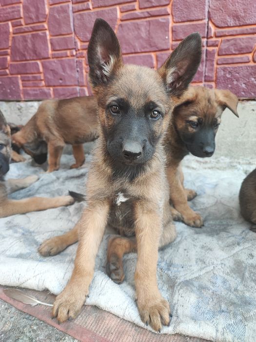 Продам Щенков. Дуже гарна охорона