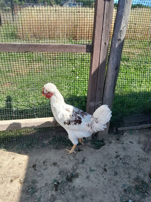 Kogutki z tegorocznego wylęgu