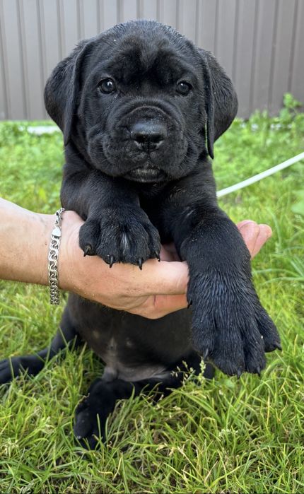 Кане корсо.