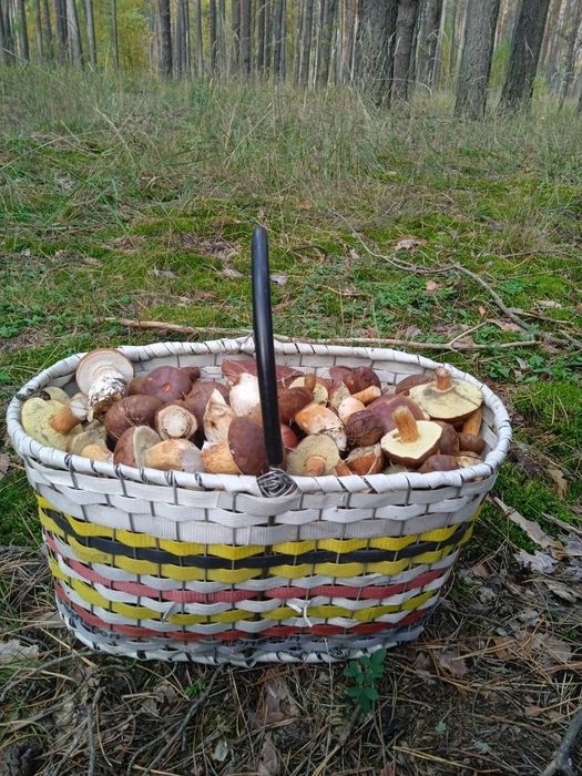 Польський гриб Опеньки Маслюк  білі Лисички