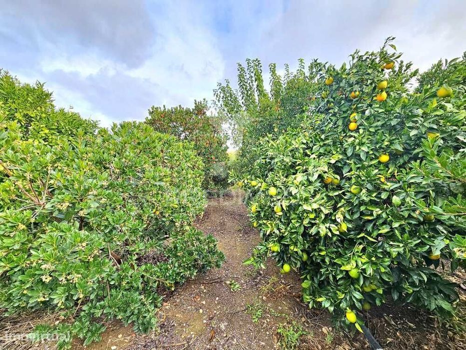 Terreno rústico em Entradas, Castro Verde