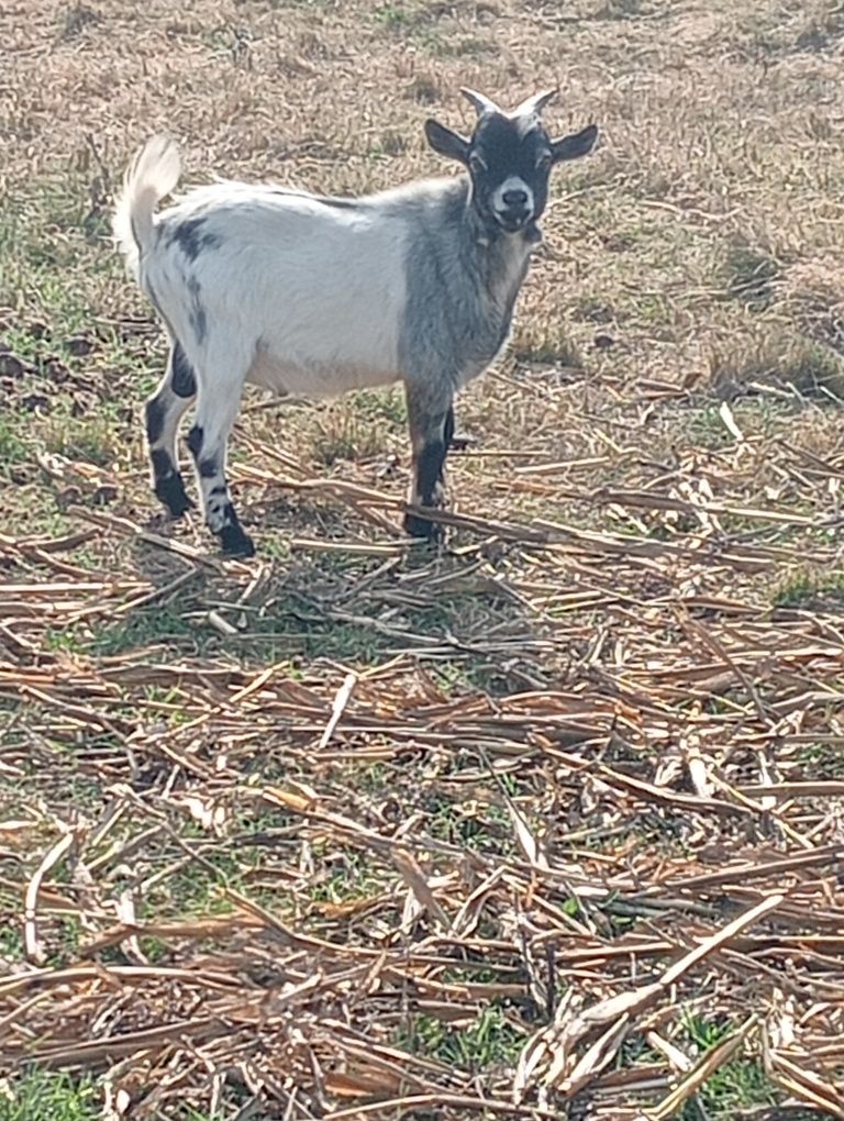 Cabrito anão 7 meses