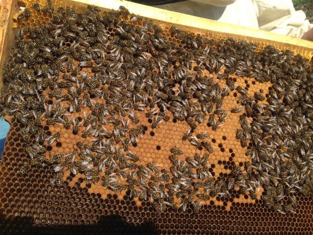 ПЧЕЛОСЕМЬИ с УЛИКАМИ и без со своей пасеки бджолосім'ї рамка дадан