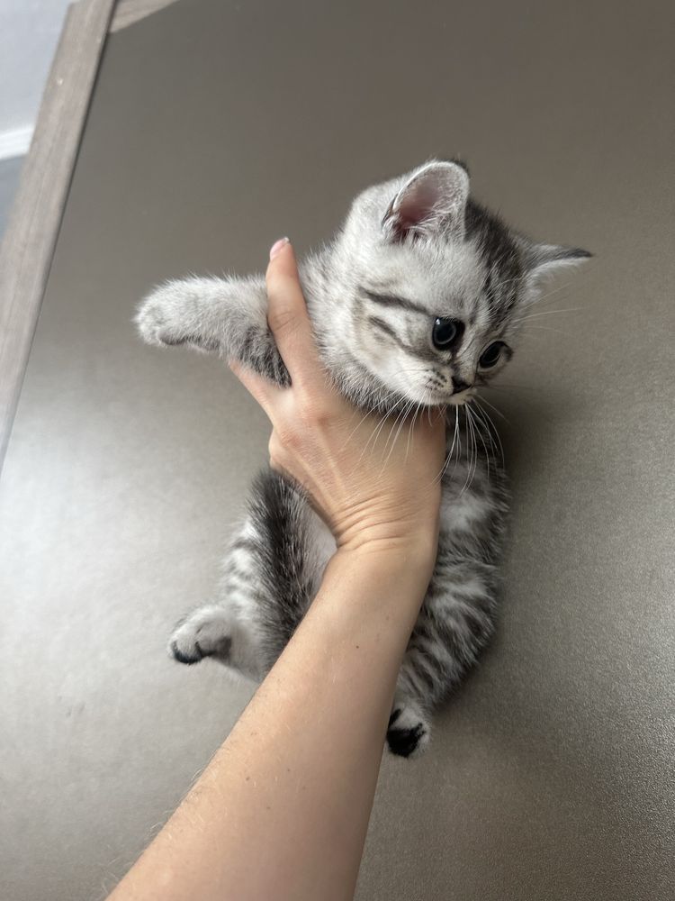 Шотландські котята