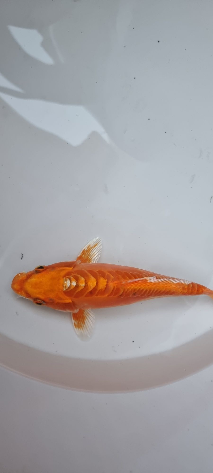 Carpa Koi - 22 cm