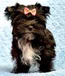 Colorful Yorkshire Terrier czarny piesek Bubu rodowód