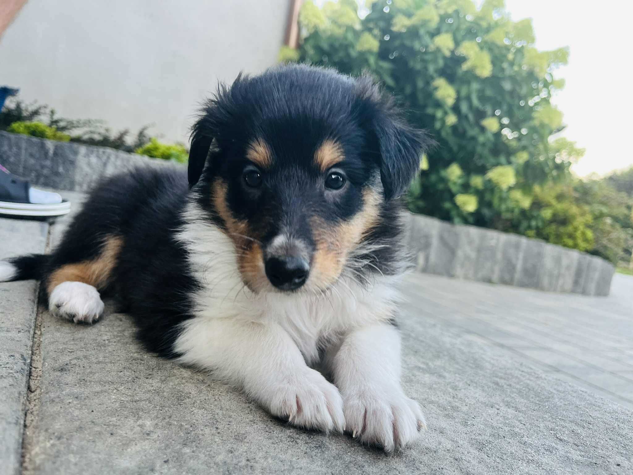 Szczeniak suczka Owczarek szkocki długowłosy - Collie